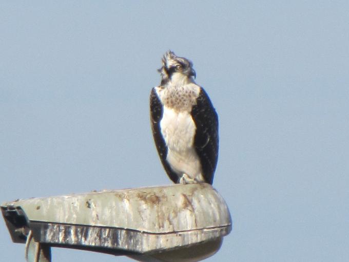Falco pescatore
